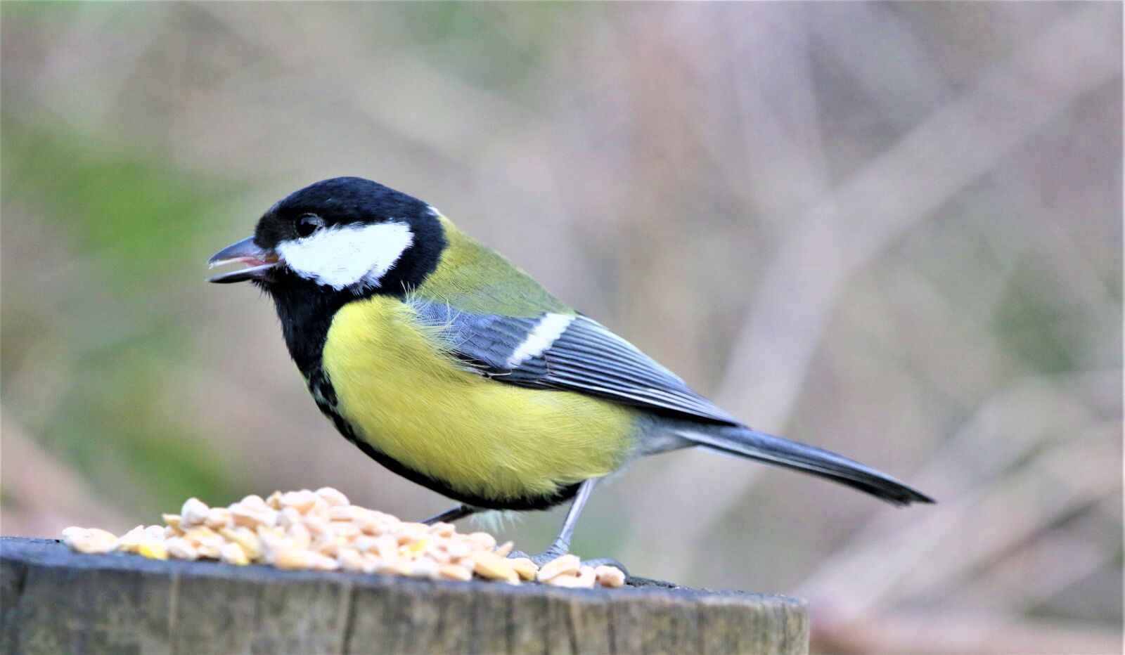 Canon EOS 7D Mark II sample photo. Tit, great tit, bird photography