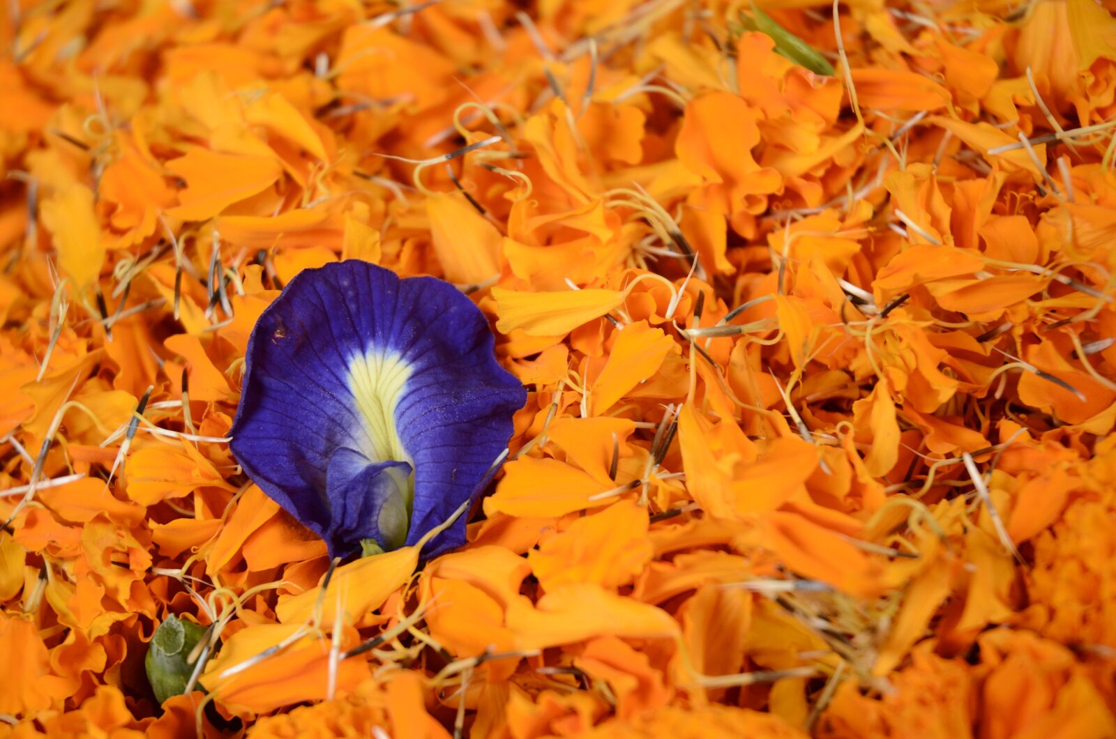 Nikon D7000 sample photo. Contrast, flowers, bright colours photography