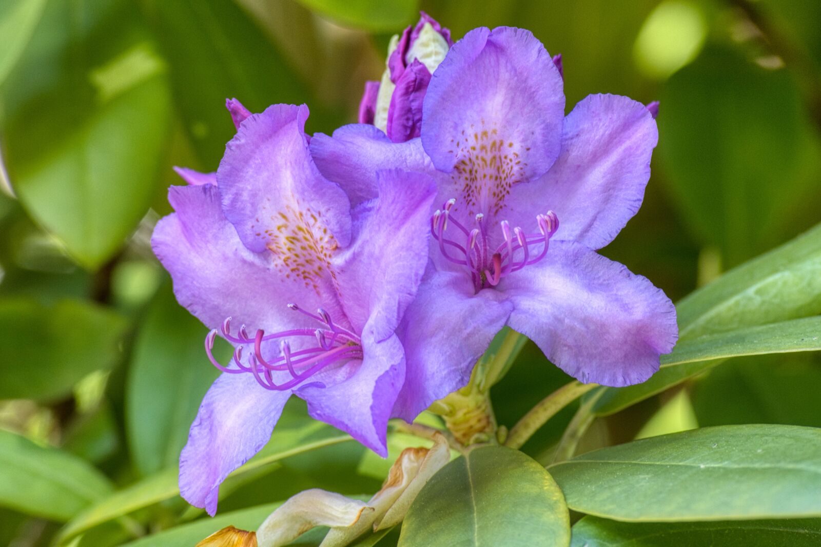 Nikon D7100 sample photo. Rhododendron, blossom, bloom photography