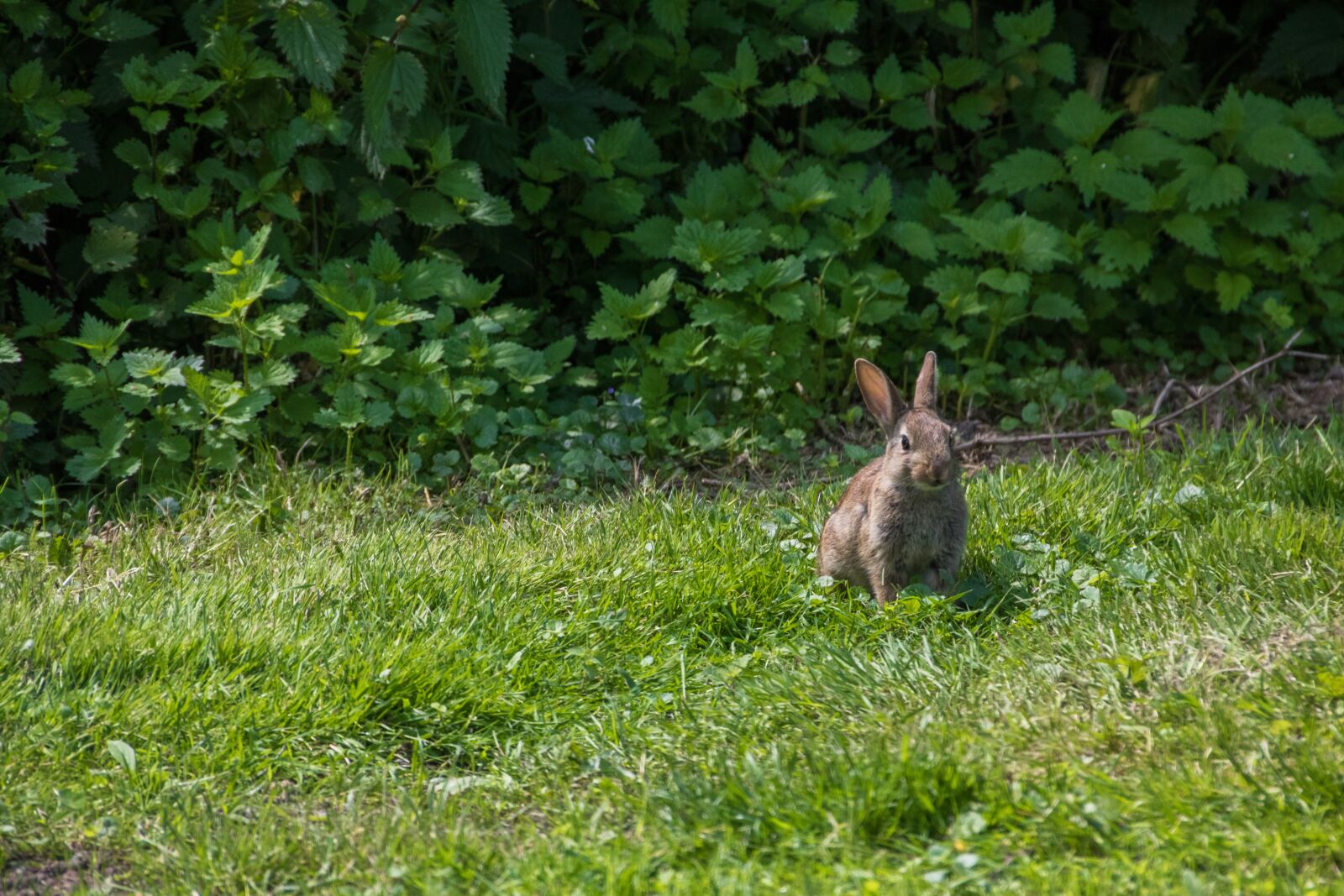 Canon EOS 750D (EOS Rebel T6i / EOS Kiss X8i) sample photo. Hare, rabbit, meadow photography