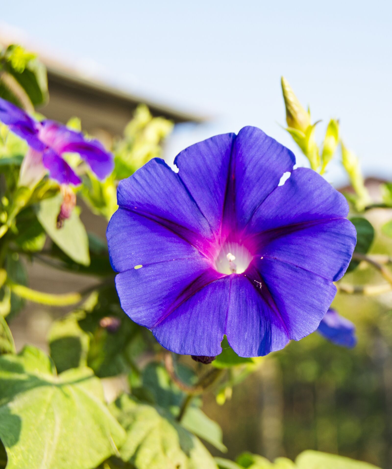 Nikon D5100 sample photo. Morning glory, flower, vibrant photography