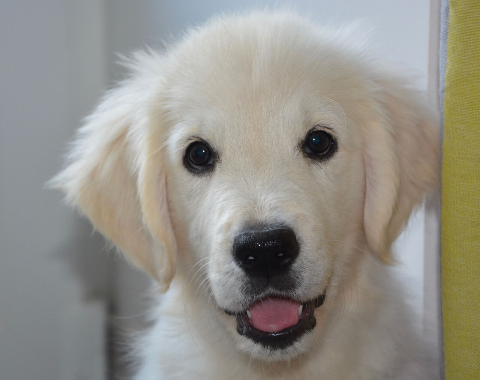 Nikon D5200 sample photo. Dog, dog golden retriever photography