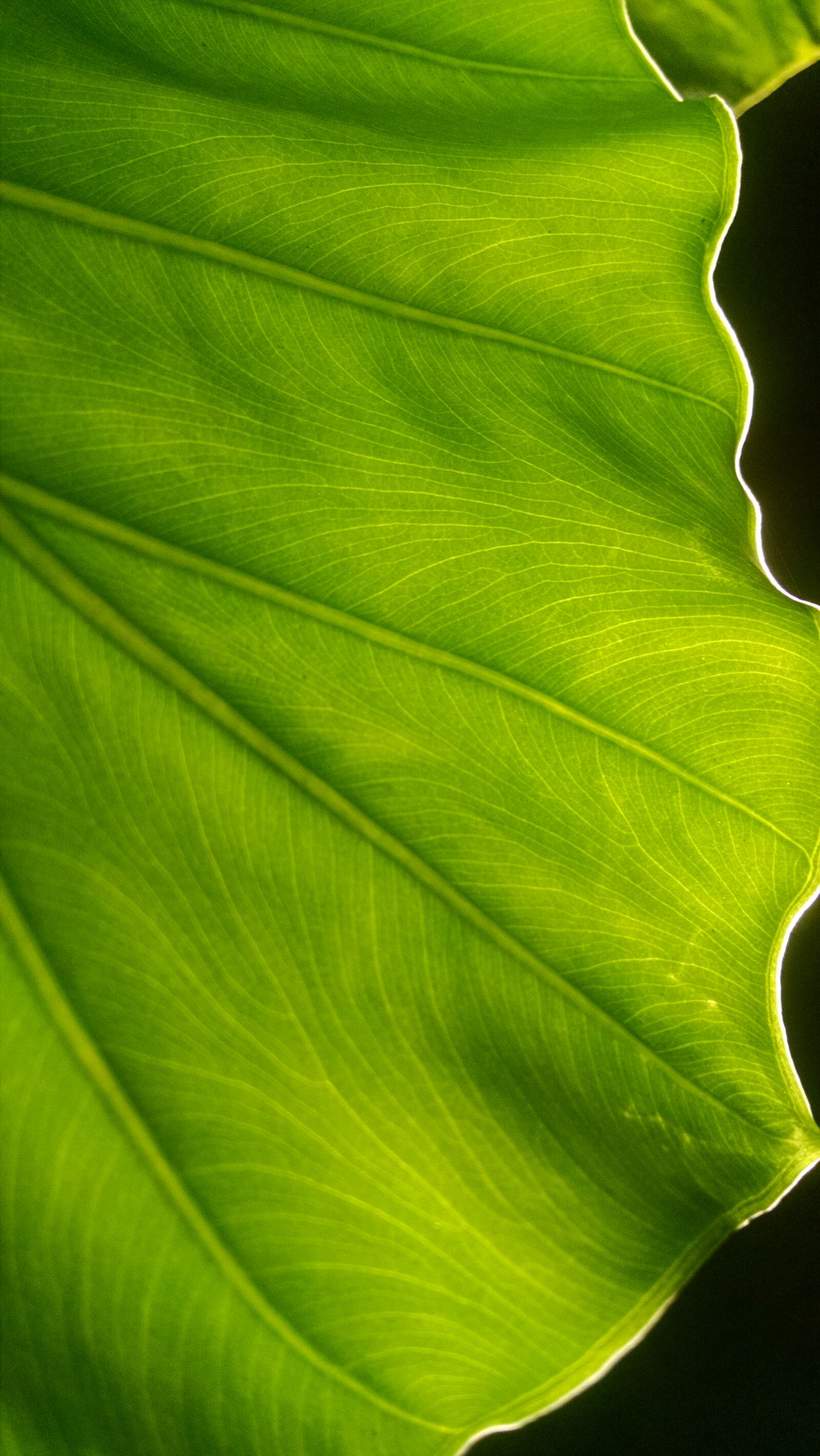 Motorola Moto X (1st Gen) sample photo. Abstract, leaf, light, nature photography