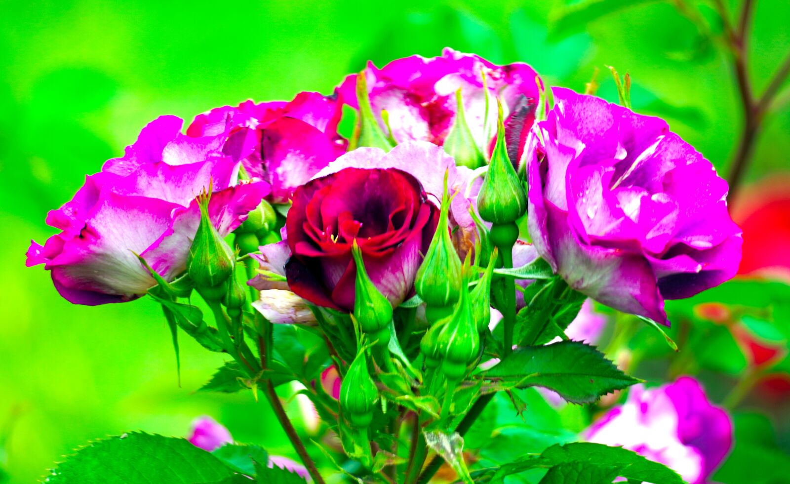 Sony E 70-350mm F4.5-6.3 G OSS sample photo. Roses, blossom, bloom photography