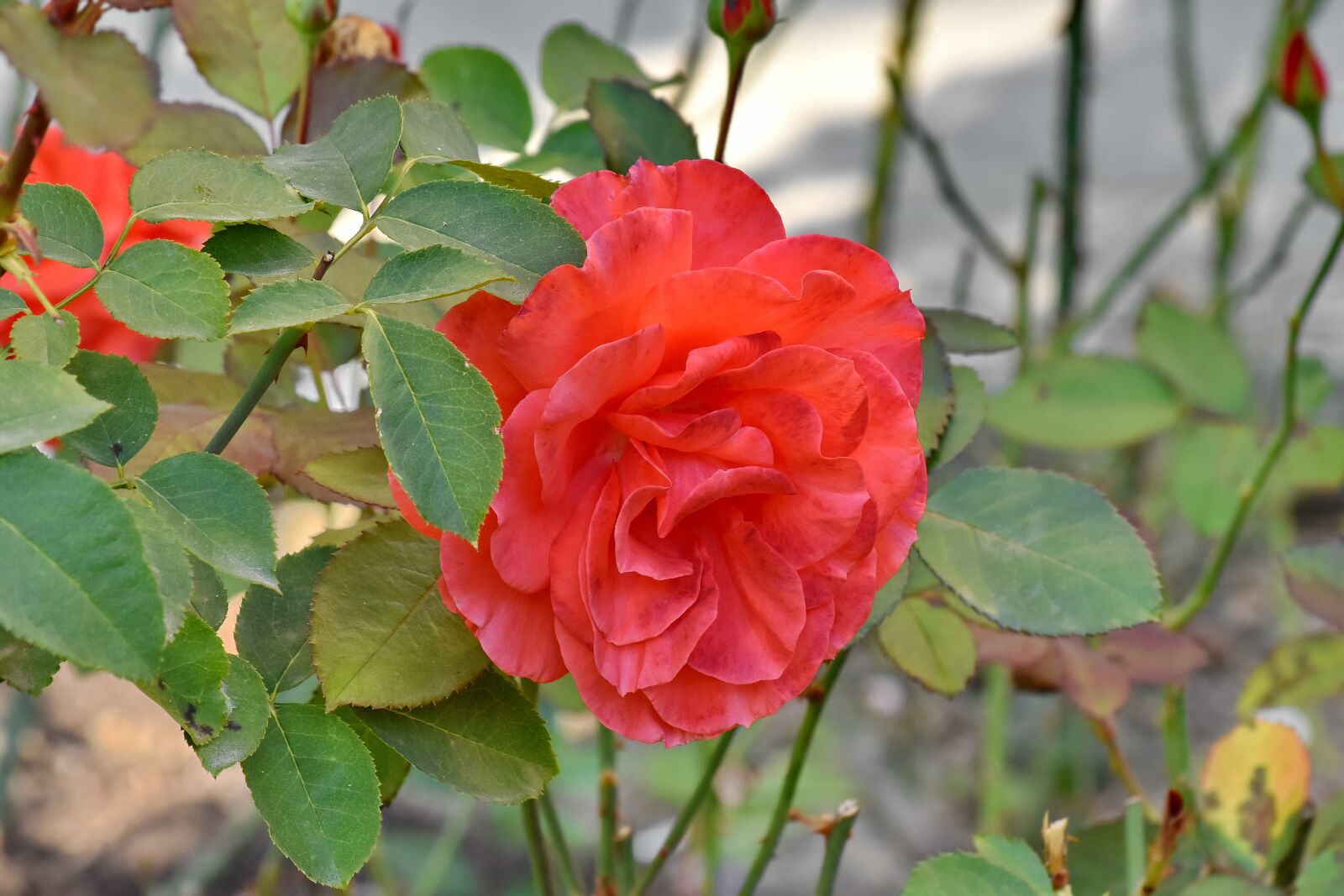 Nikon D5500 sample photo. Flower garden, green leaves photography