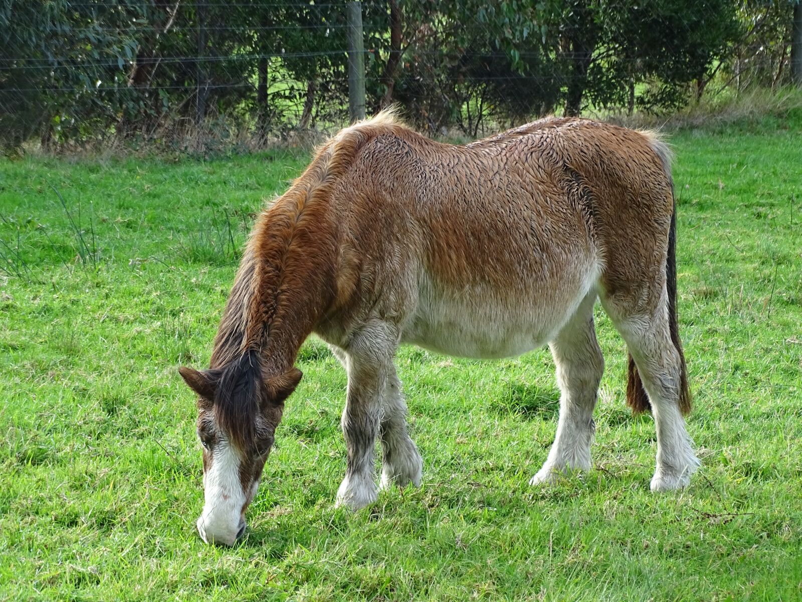 Sony Cyber-shot DSC-HX400V sample photo. Pony, horse, animal photography
