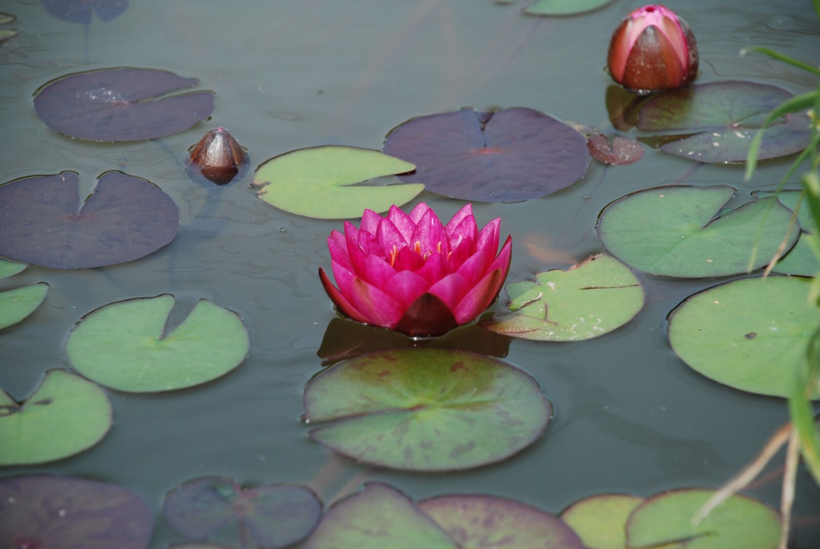 Nikon D80 sample photo. Water lily, pond, aquatic photography