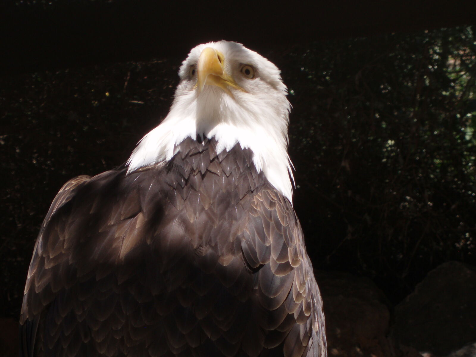 Olympus u700,S700 sample photo. Birds, sea, eagle photography