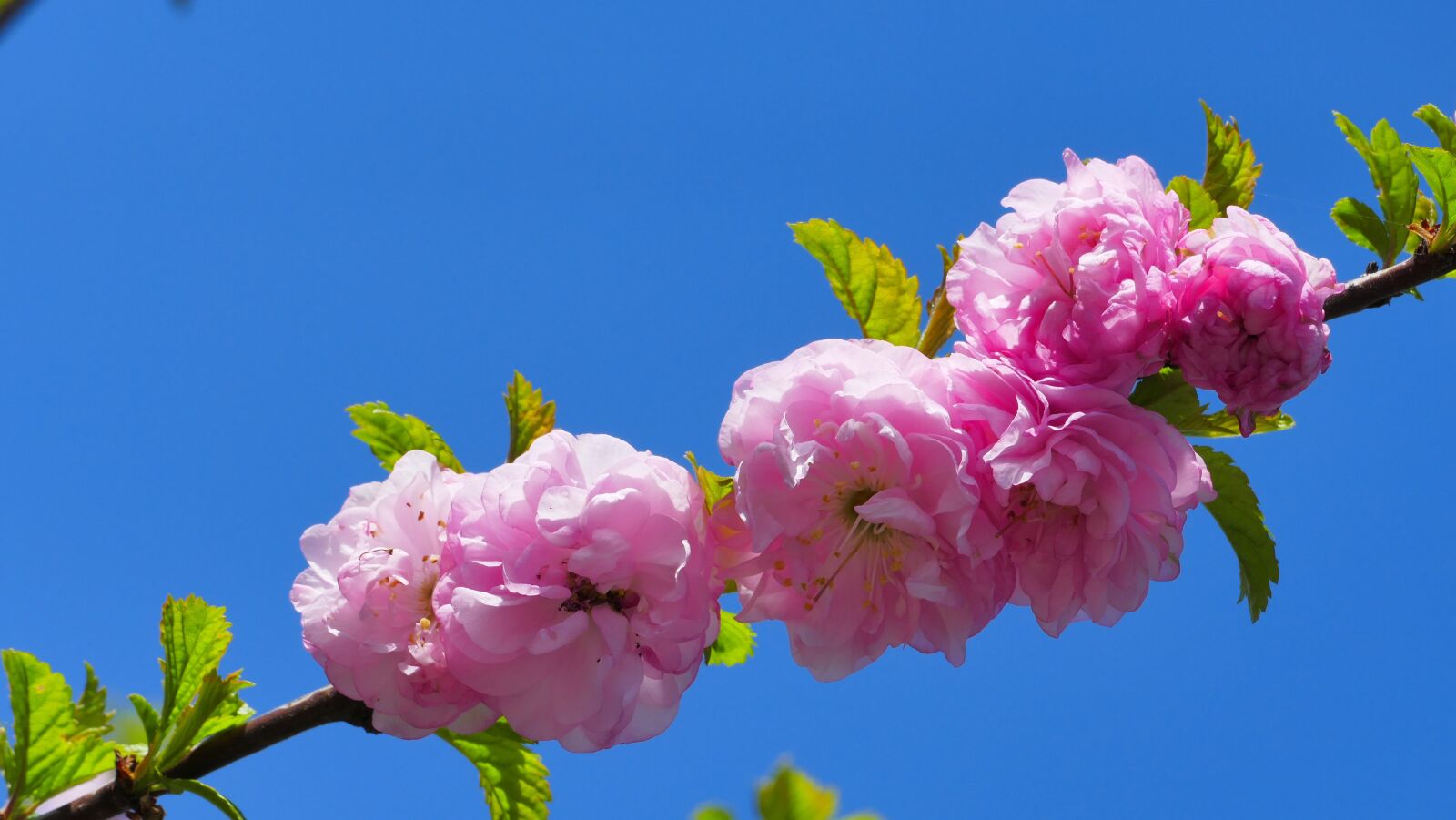 Panasonic Lumix DMC-FZ1000 sample photo. Tonsil, flower, spring photography