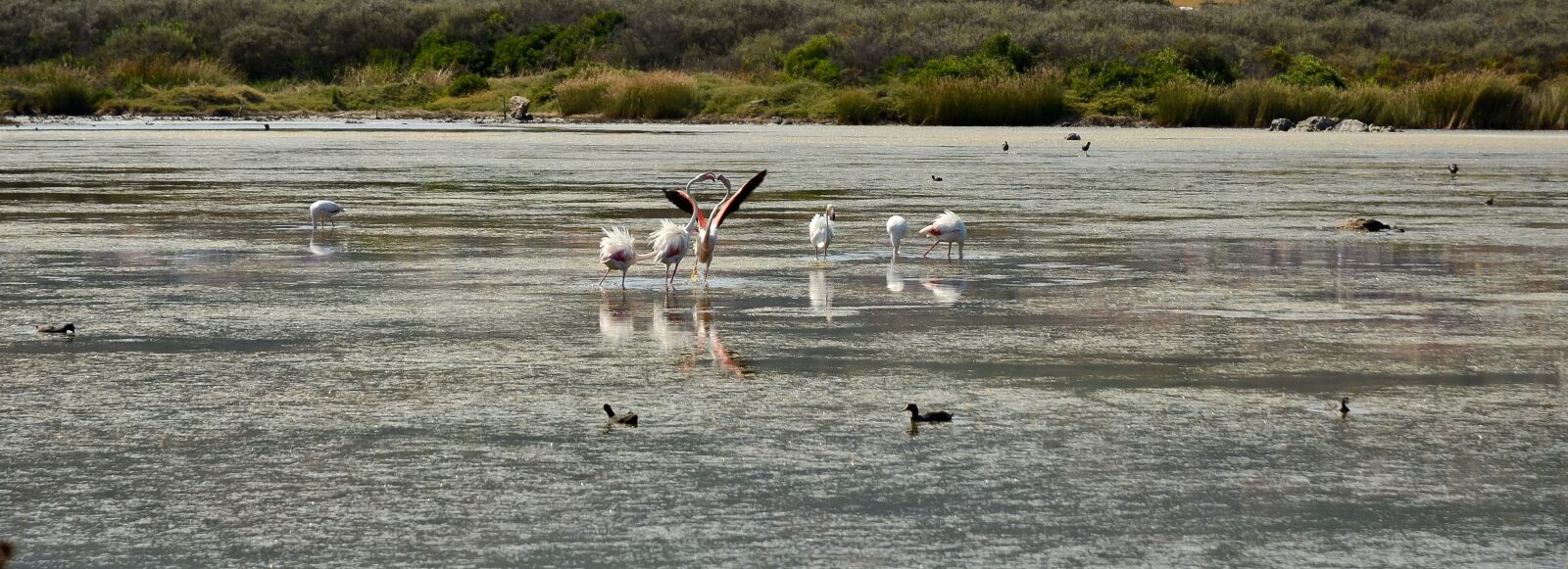 Nikon D7000 sample photo. Flamingos, animals, nature photography