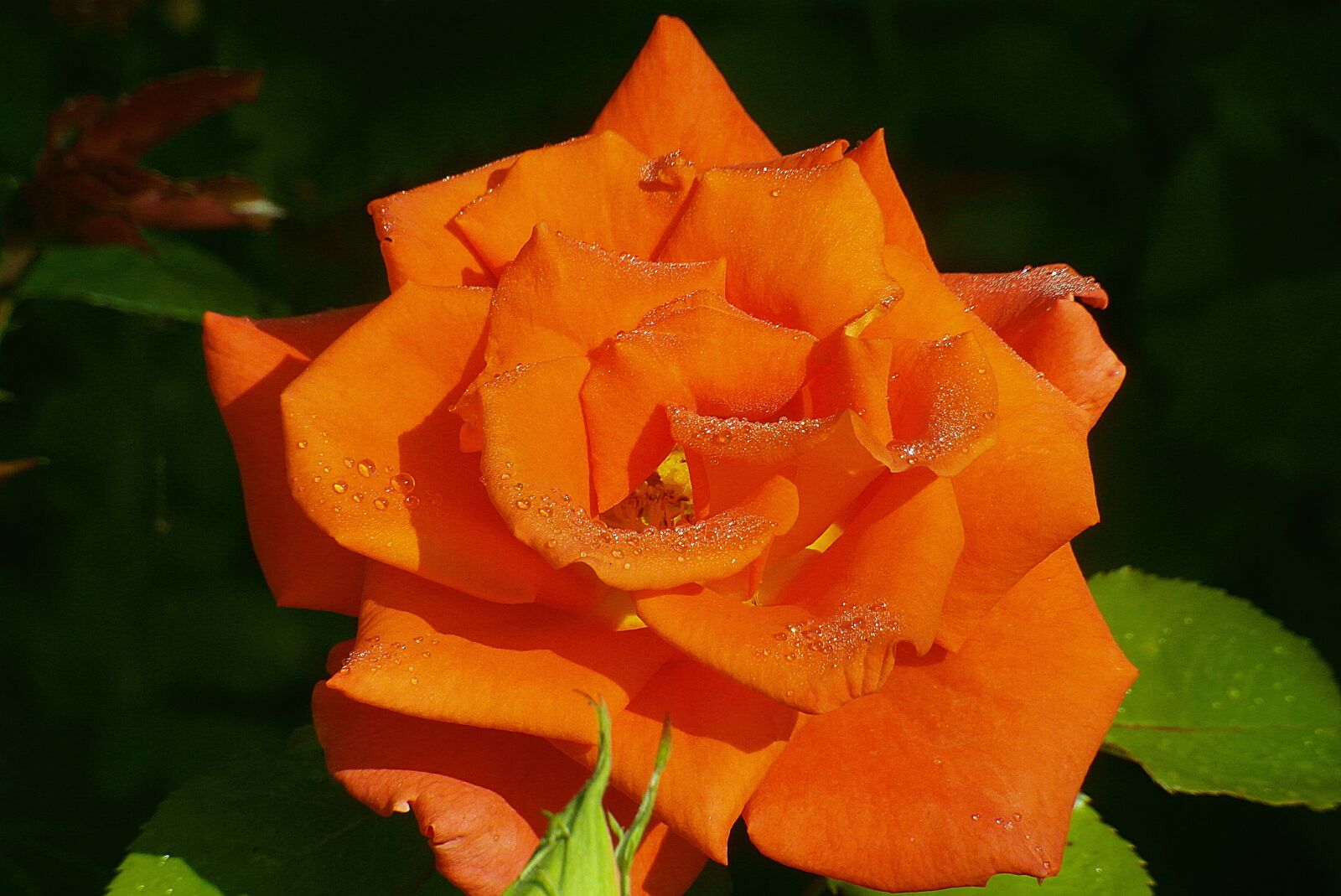 Samsung WB750 sample photo. Rose, flower, orange photography