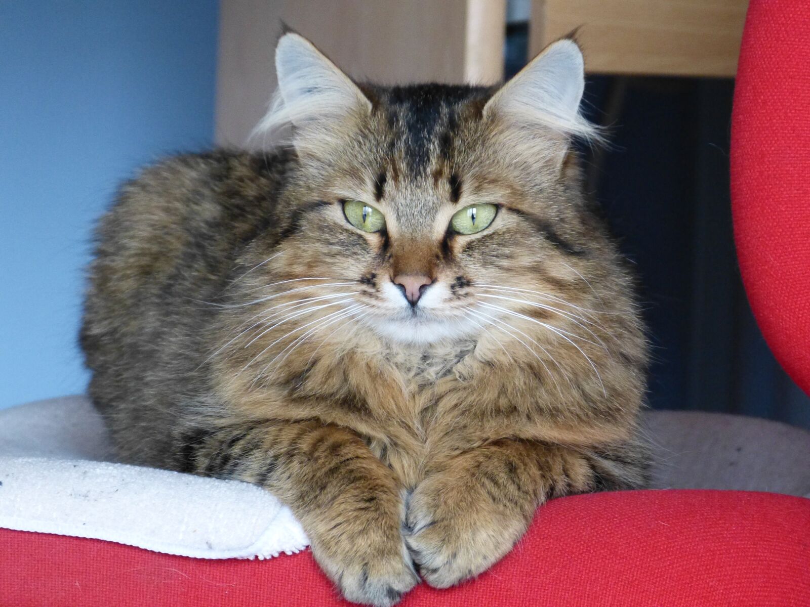 Panasonic Lumix DMC-FZ150 sample photo. Cat, animal, intense look photography