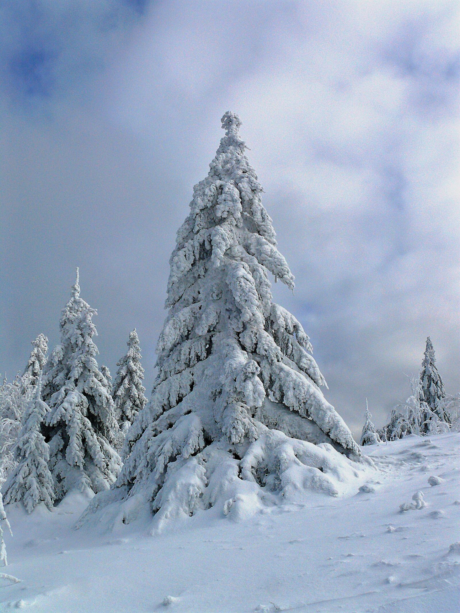 Leica V-LUX 1 sample photo. Winter, the winter's tale photography