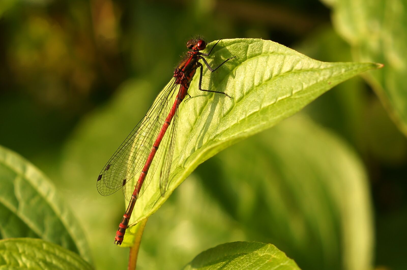 Sony SLT-A57 + Sony DT 50mm F1.8 SAM sample photo. Early adonis dragonfly, dragonfly photography