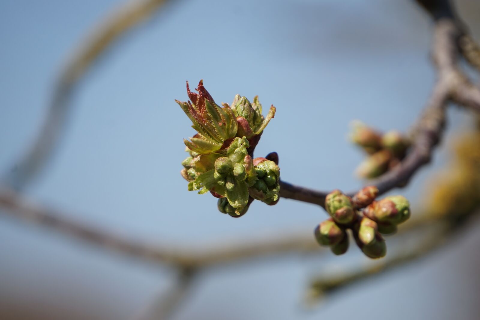 Sony Alpha a5000 (ILCE 5000) + Sony E 55-210mm F4.5-6.3 OSS sample photo. Spring, scion, sprout photography