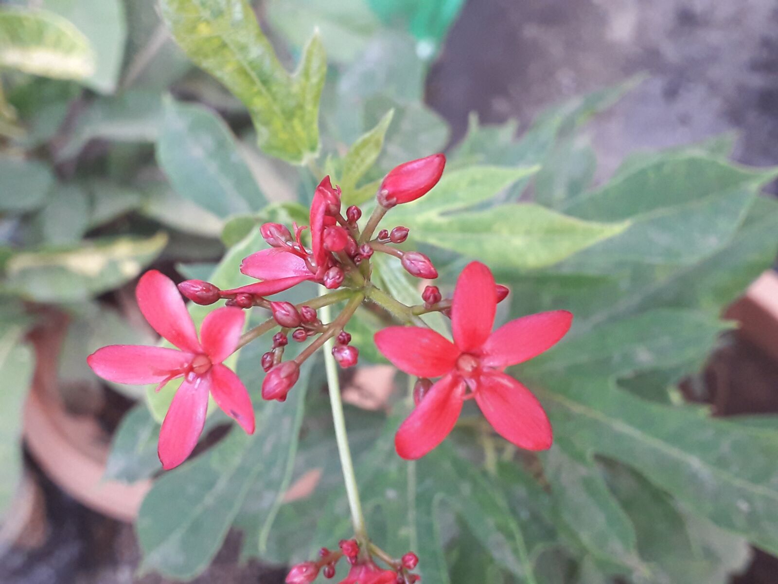 Samsung Galaxy J6 sample photo. Flower, nature, red flower photography