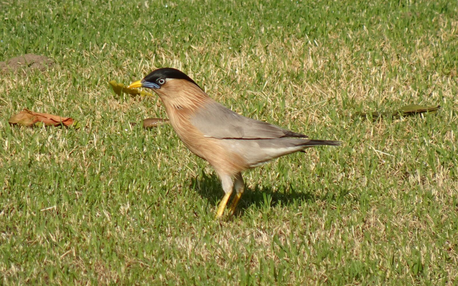 Sony DSC-WX800 sample photo. Bird, aves, brahminy myna photography