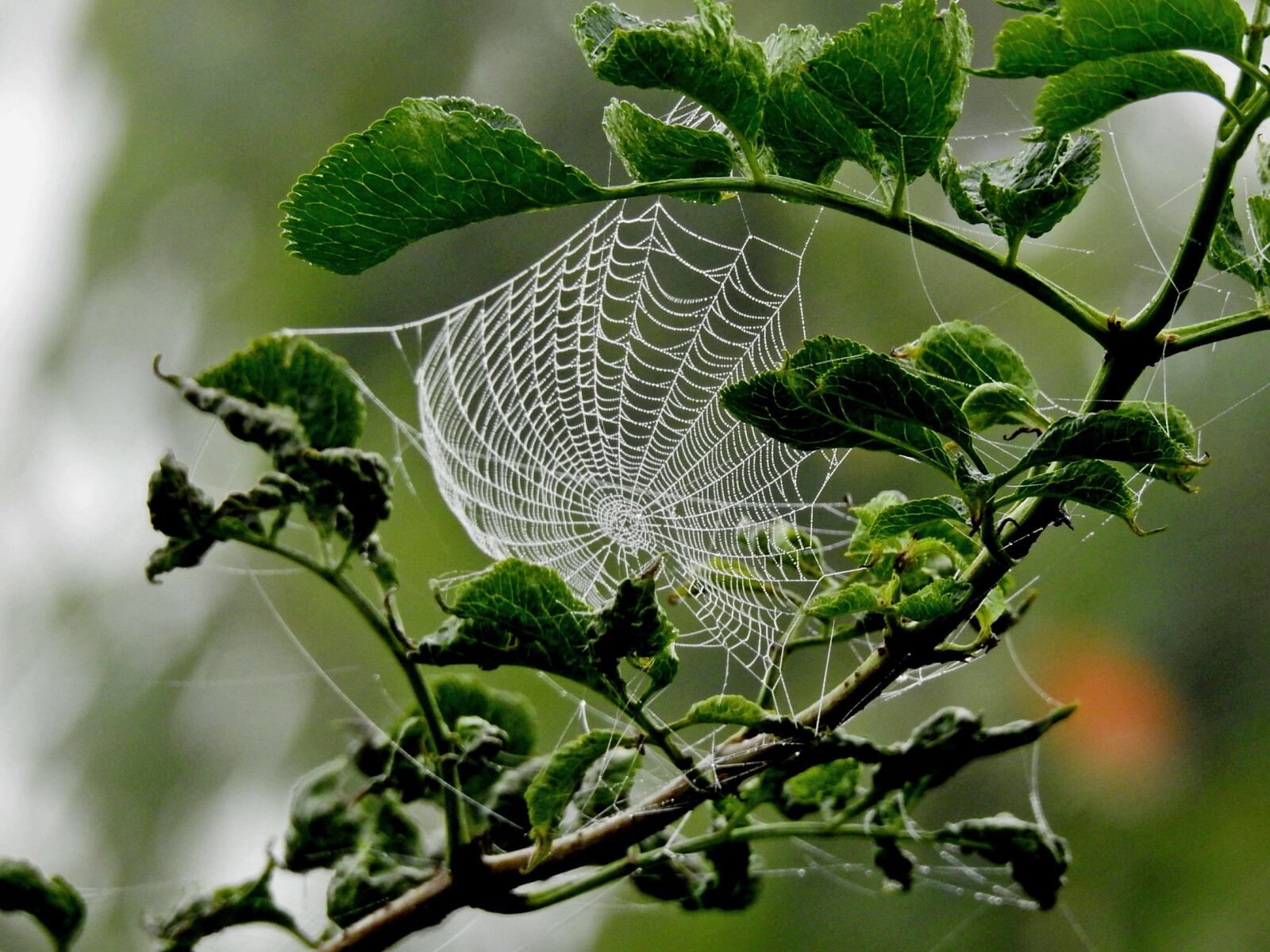 Nikon Coolpix P900 sample photo. Canvas, spider, nature photography