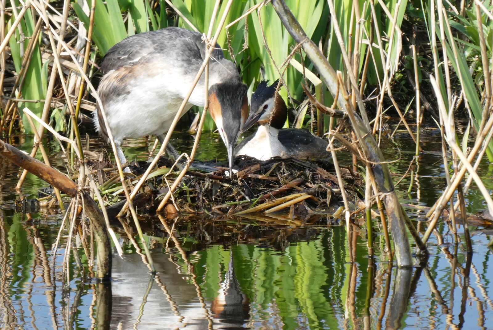Panasonic Lumix DC-ZS70 (Lumix DC-TZ90) sample photo. Grebe, great crested grebe photography