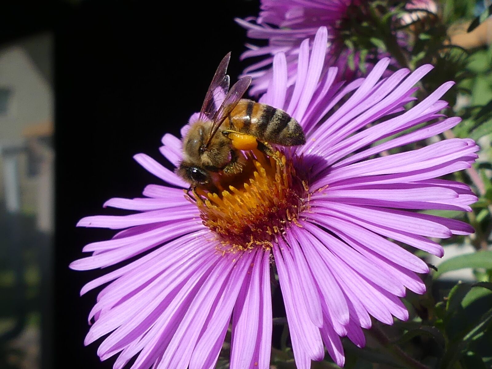 Panasonic Lumix DMC-FZ300 sample photo. Bee, flower, blossom photography