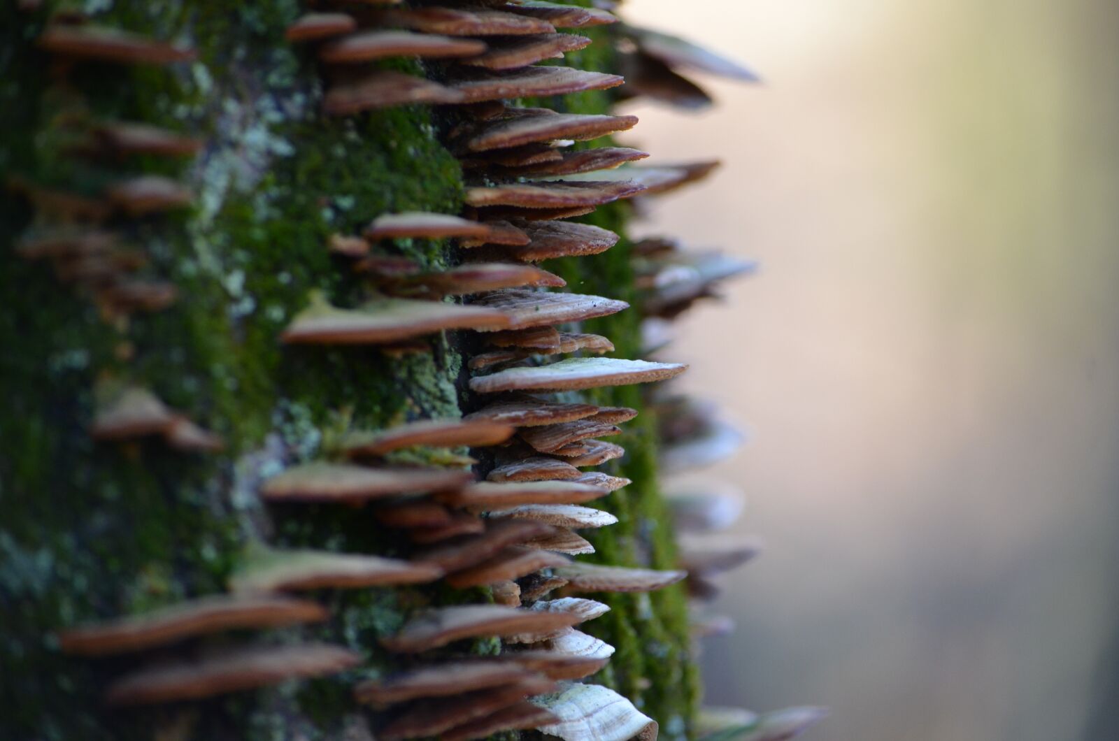 Nikon D7000 sample photo. Mushrooms, woods, tree photography