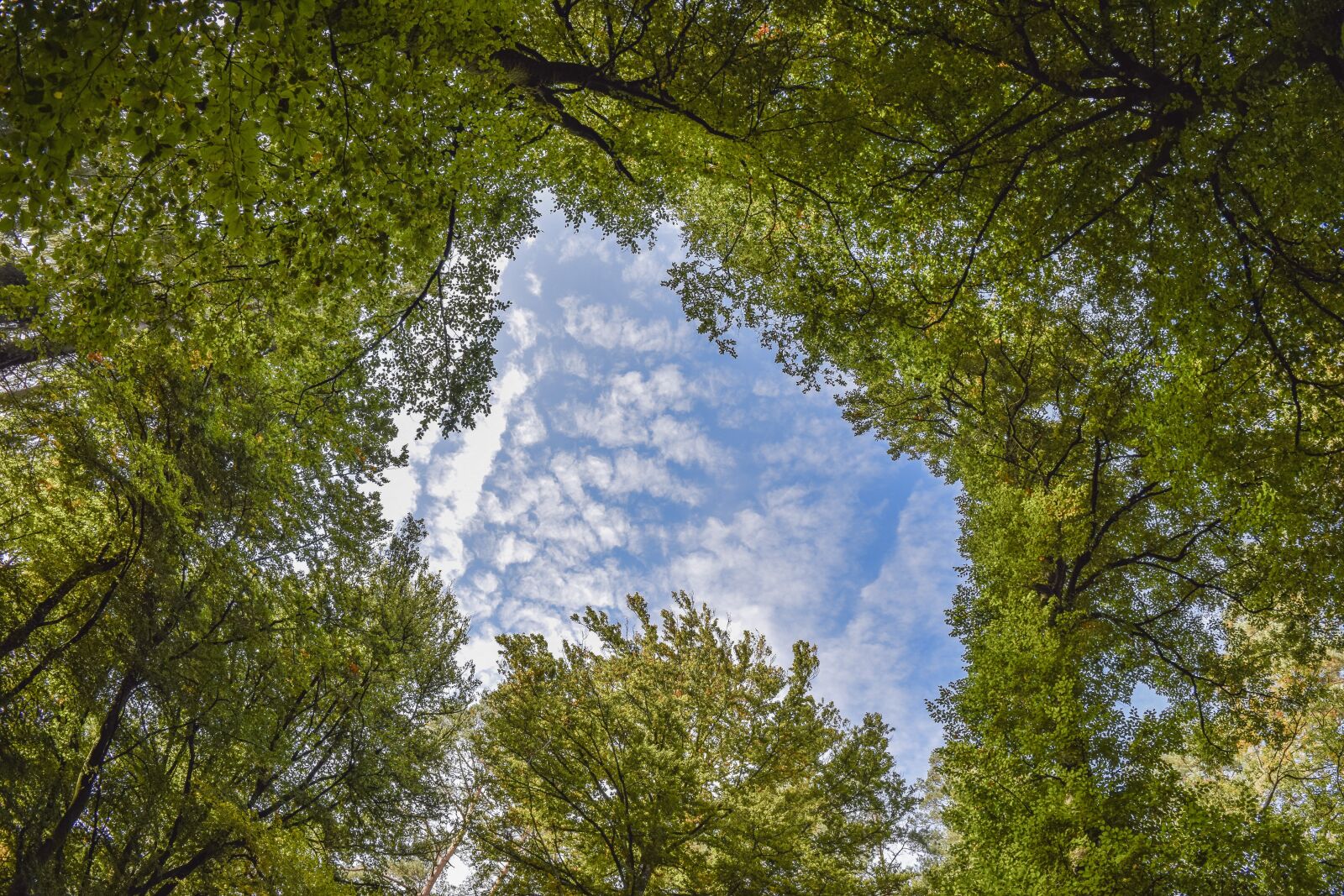 Nikon D3300 sample photo. Forest, nature, landscape photography