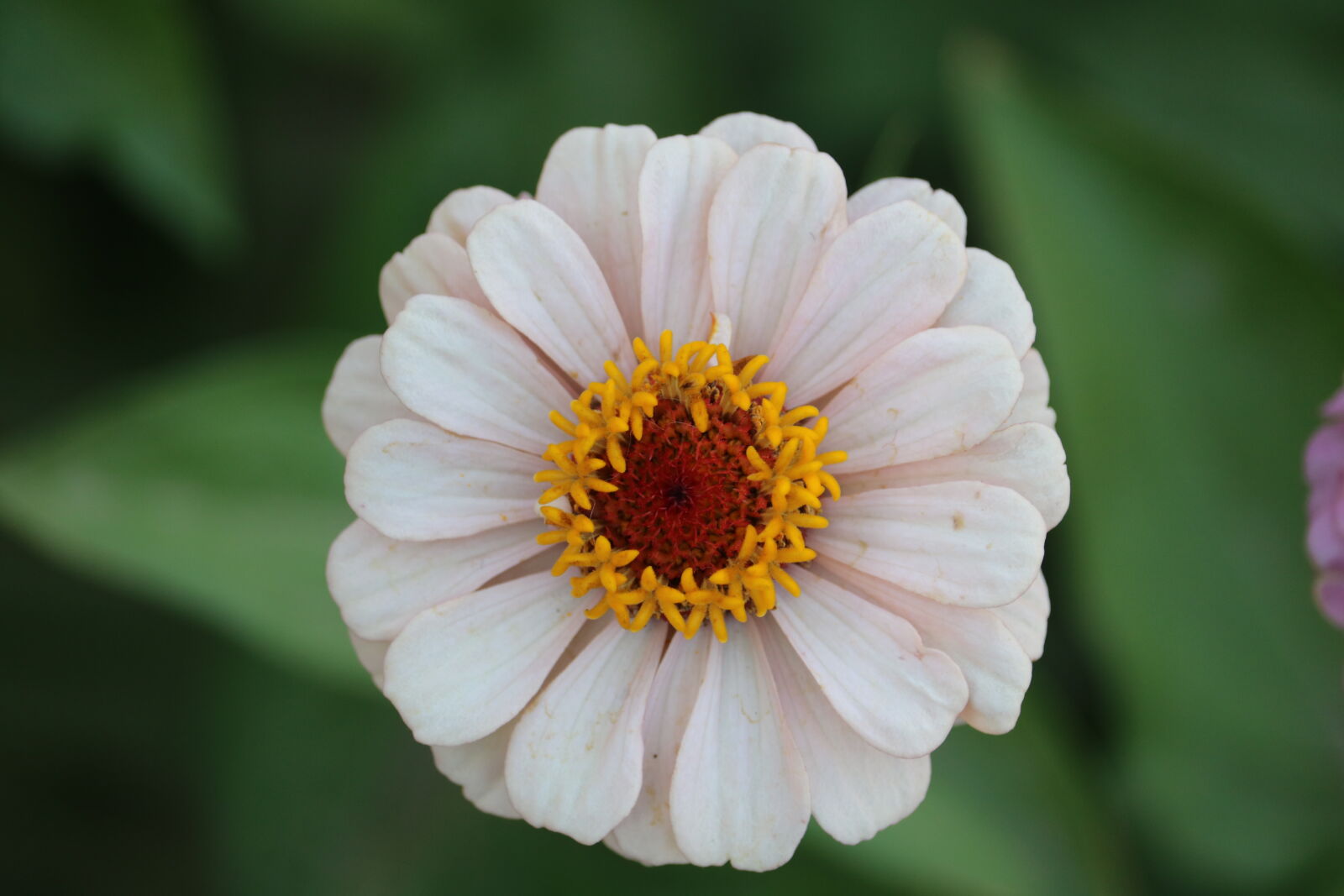 Canon EOS 750D (EOS Rebel T6i / EOS Kiss X8i) sample photo. Flower, white, flower photography