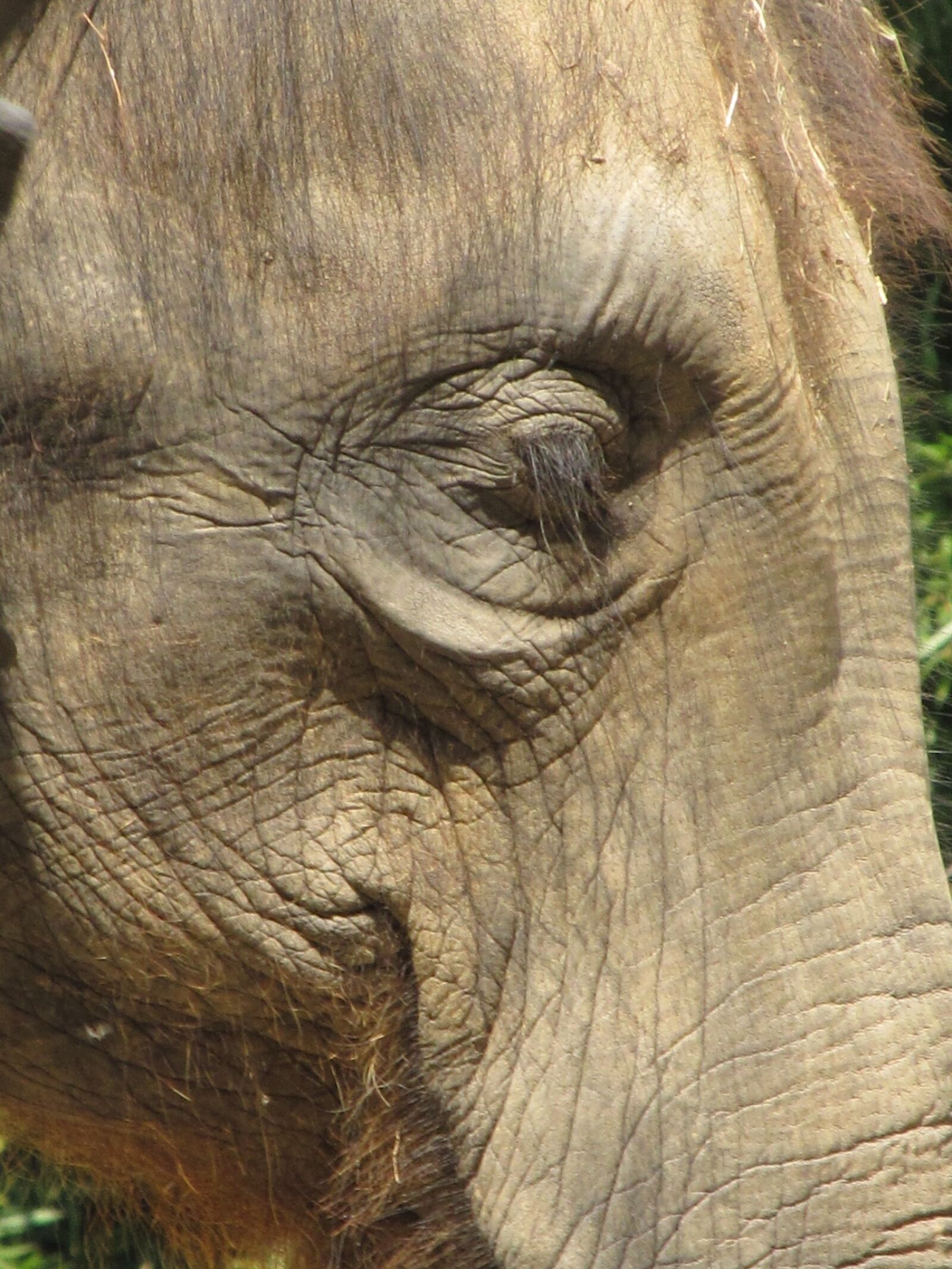 Canon PowerShot SX130 IS sample photo. Elephant, eye, close up photography