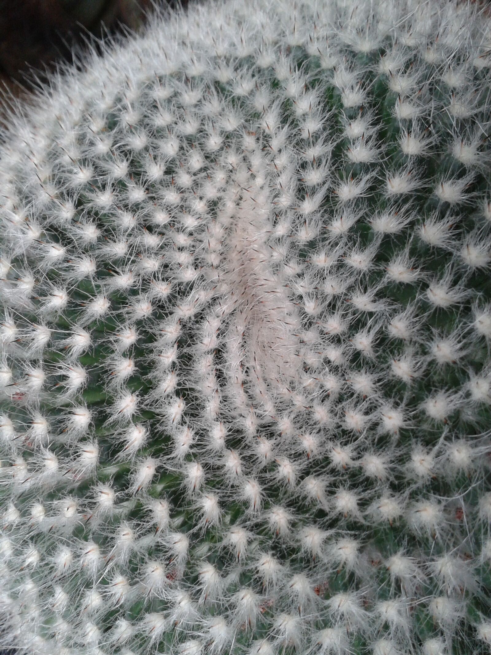 Samsung Galaxy Ace sample photo. Cactus, structure, lemniscate photography