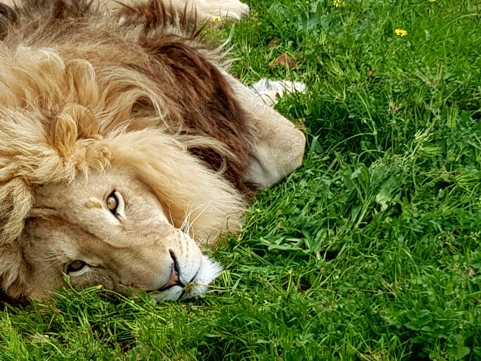 Samsung Galaxy S8 sample photo. Africa, lion photography