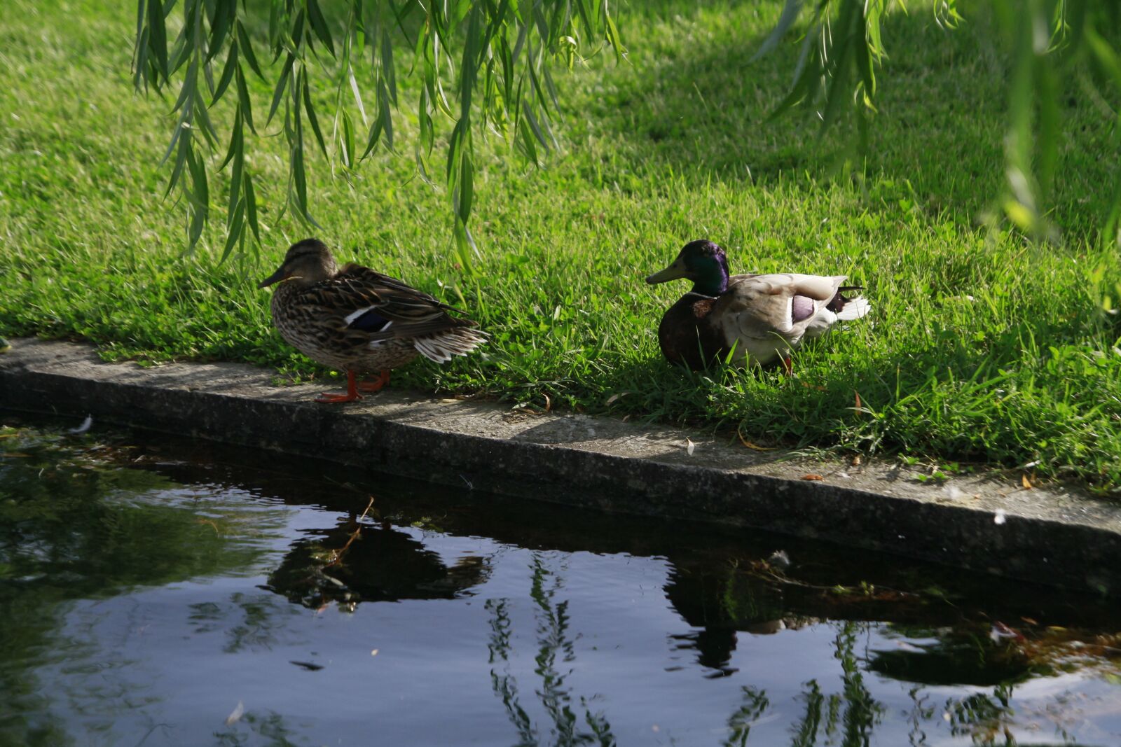 Canon EOS 7D sample photo. Ducks, lake, water photography