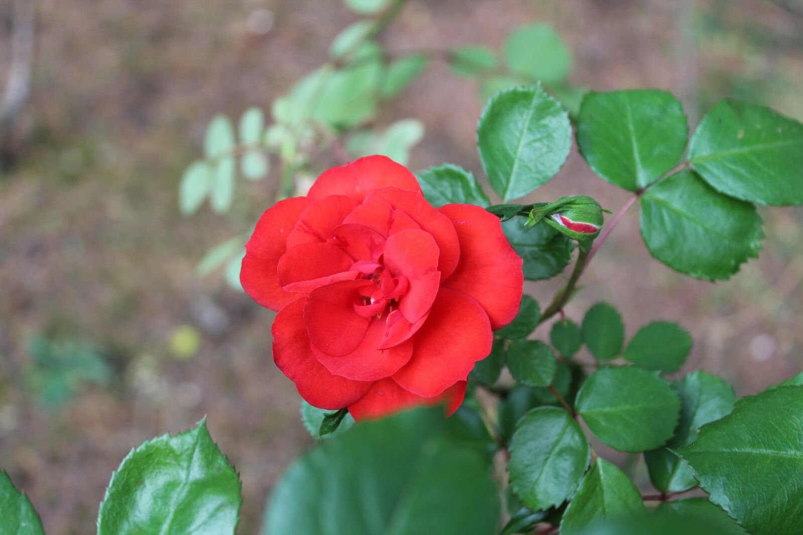 Canon EOS 1300D (EOS Rebel T6 / EOS Kiss X80) sample photo. Rosa, red, flower photography