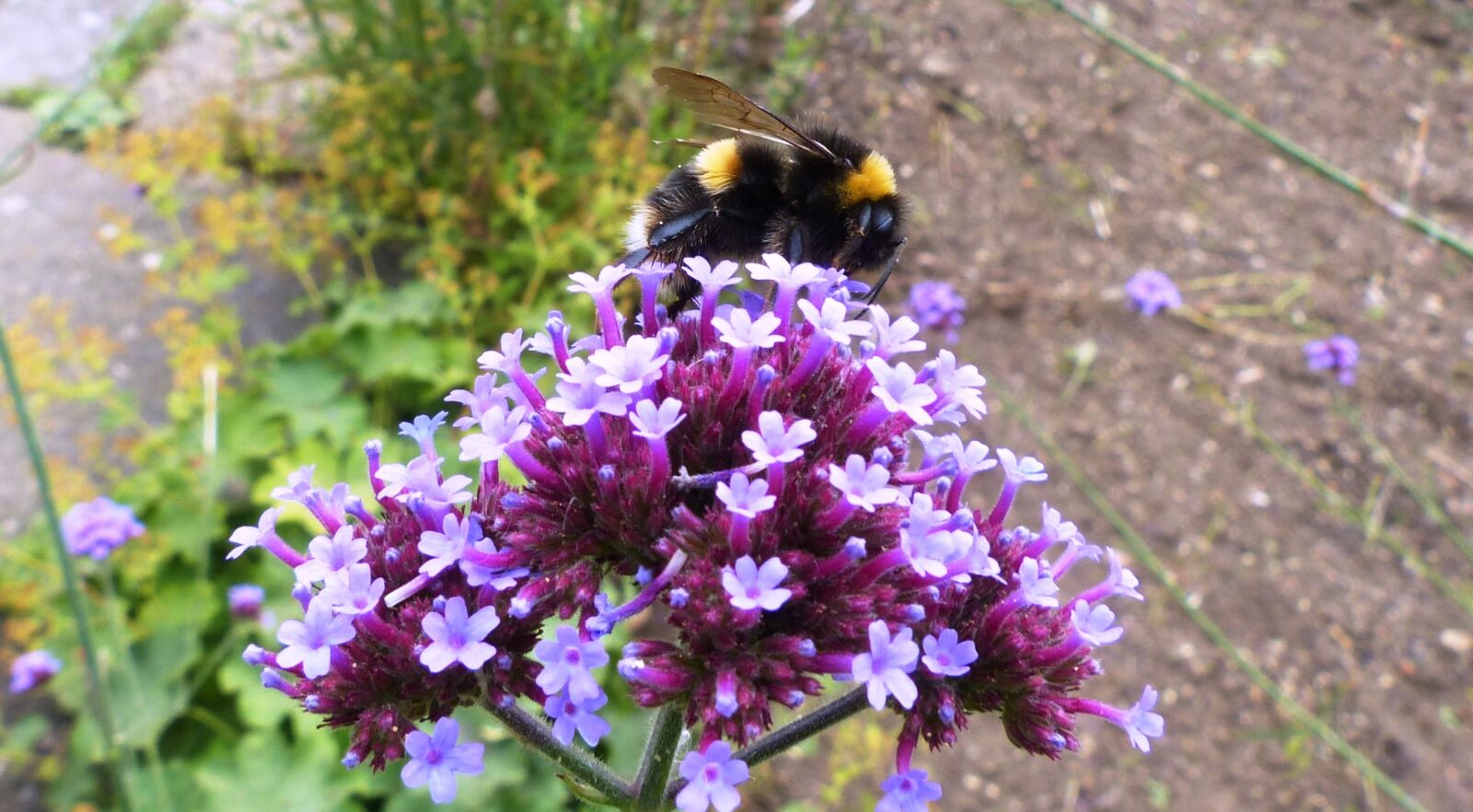 Panasonic Lumix DMC-FZ200 sample photo. Bee, flower, pollen photography