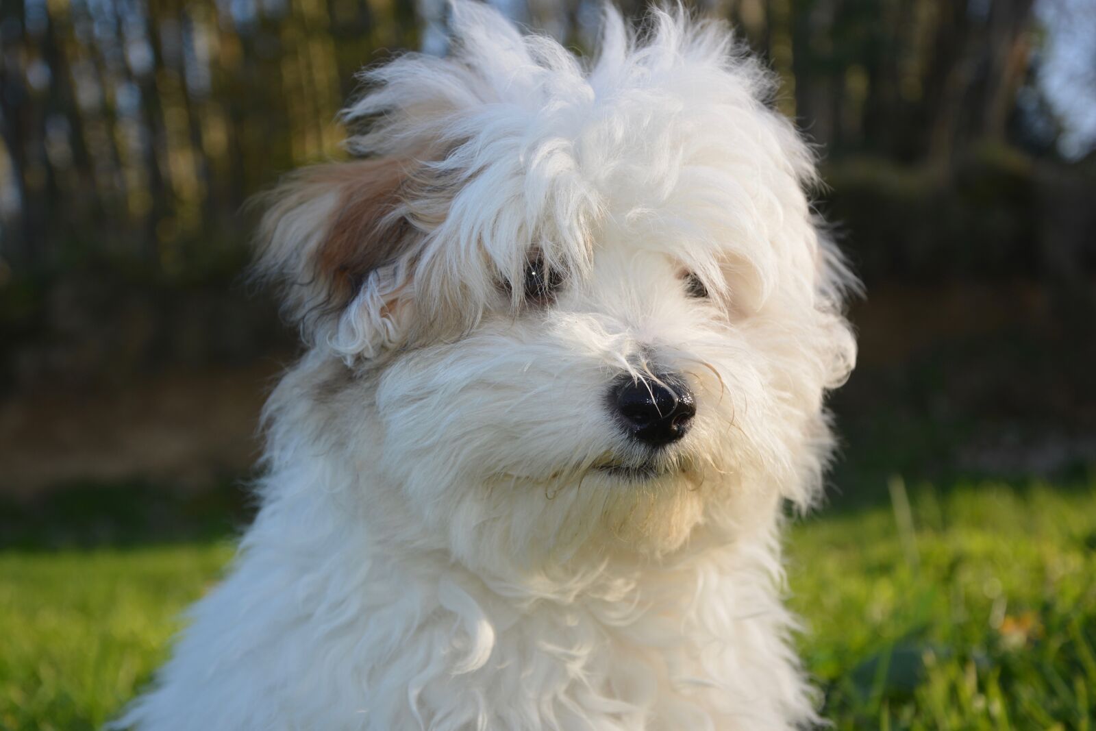 Nikon D5200 sample photo. Dog, puppy, cotton tulear photography