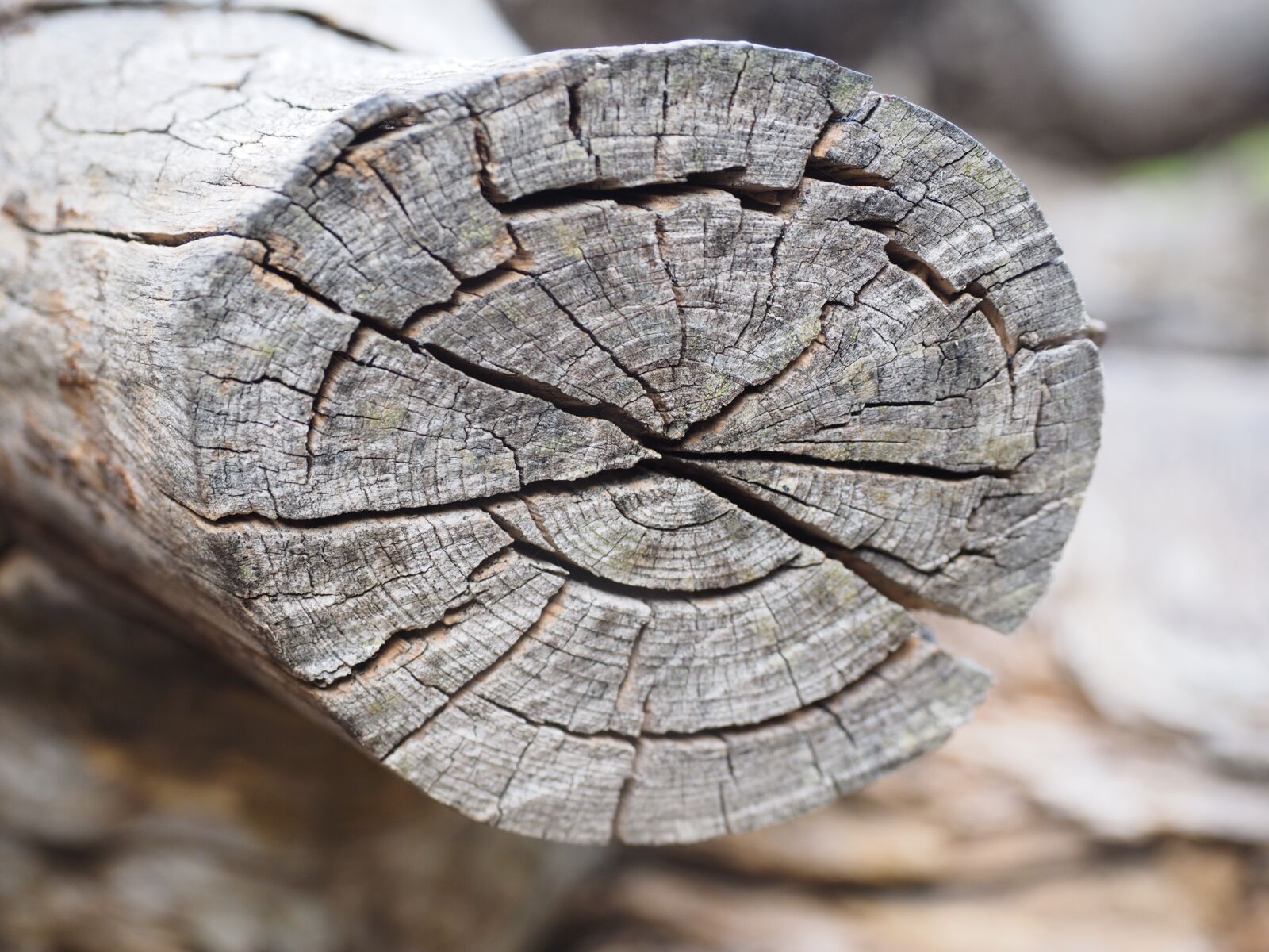 Olympus OM-D E-M1 + Olympus M.Zuiko Digital ED 12-40mm F2.8 Pro sample photo. Wood, grain, branch photography