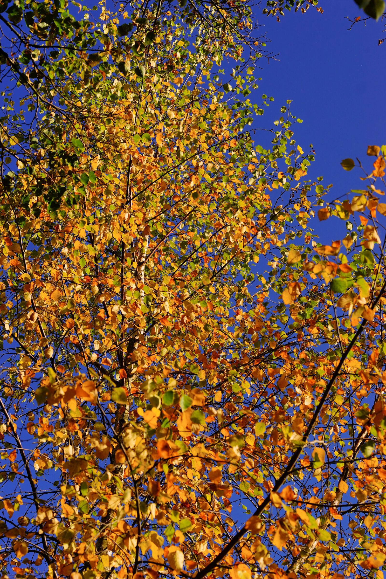Sony a99 II sample photo. Late autumn, birch, leaves photography