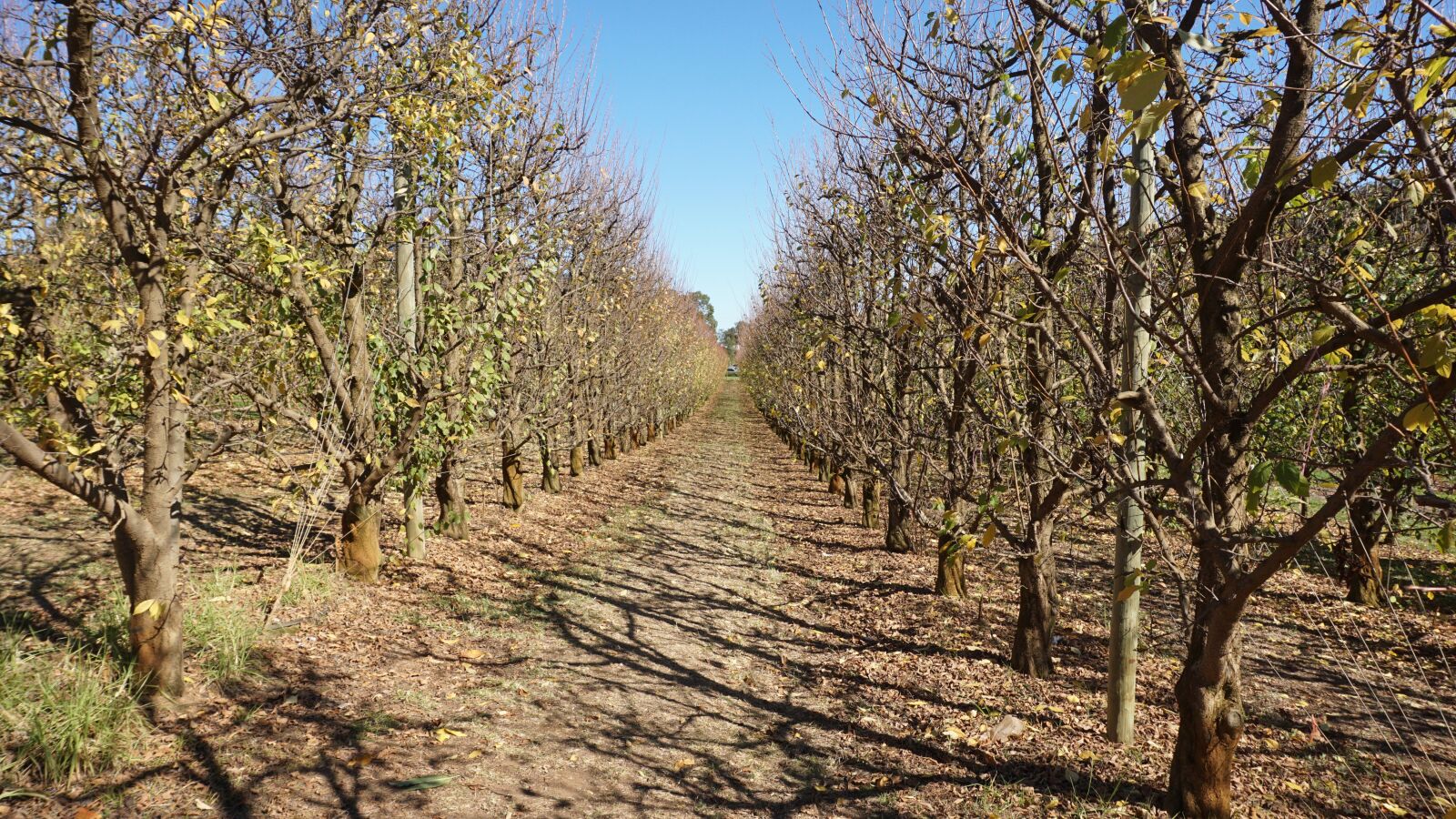 Sony E 16-50mm F3.5-5.6 PZ OSS sample photo. Trees, fruit trees, orchard photography
