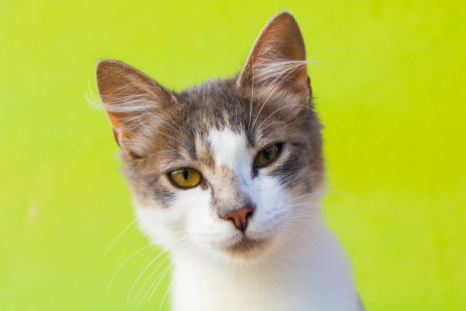 Canon EOS 750D (EOS Rebel T6i / EOS Kiss X8i) sample photo. Kitten, pet cat, animals photography