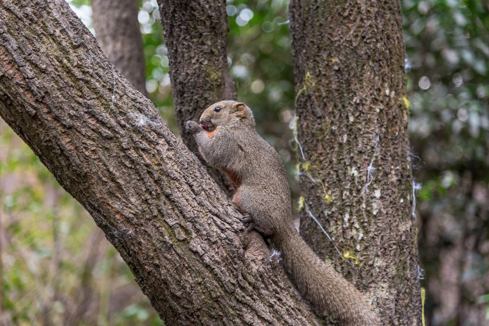 Nikon D750 sample photo. The wild, outdoor, squirrel photography
