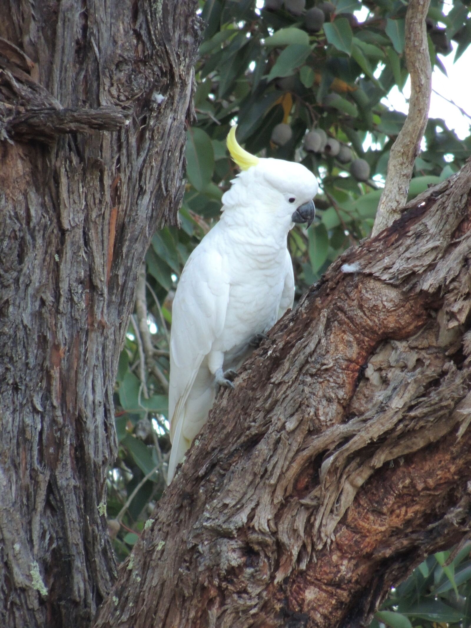 Nikon Coolpix P510 sample photo. Tree, bird, nature photography