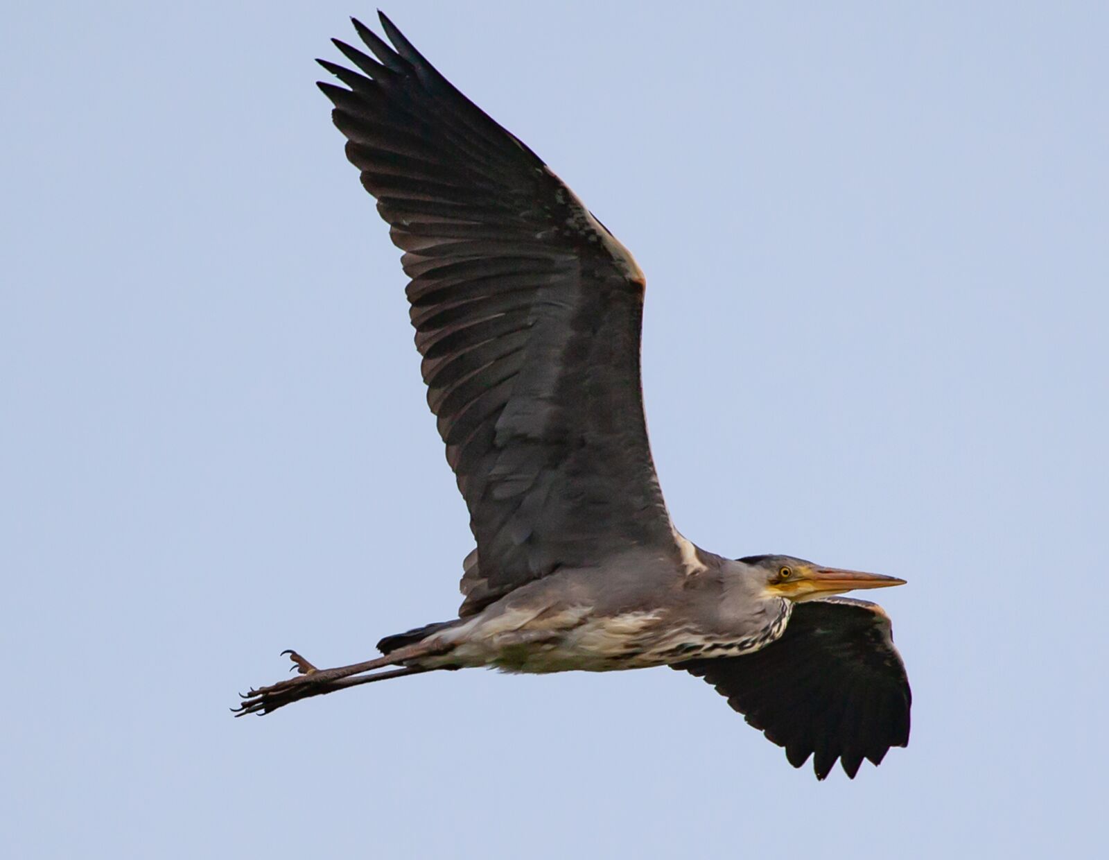 Canon EOS 5D Mark II sample photo. Heron flying, heron, grey photography