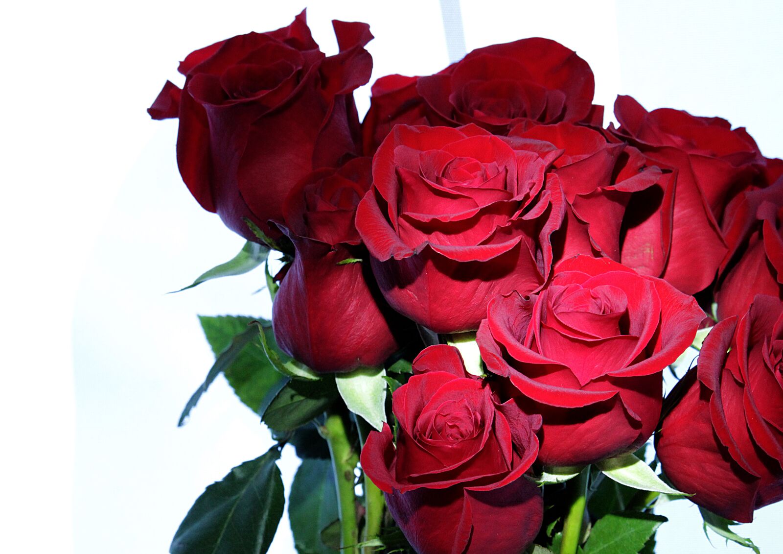 Canon EF-S 55-250mm F4-5.6 IS STM sample photo. Roses, bouquet, flowers photography