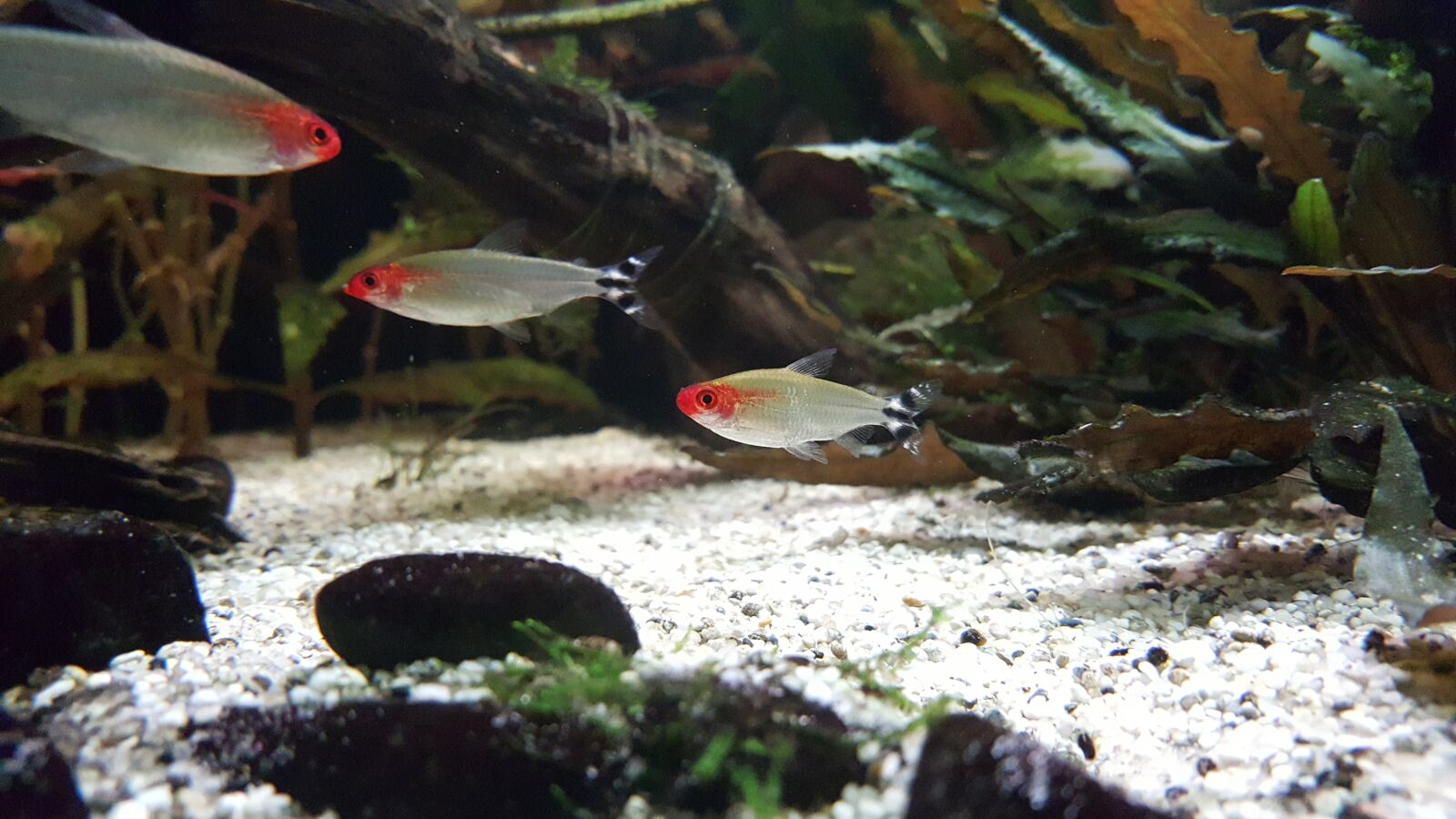 Samsung Galaxy S6 sample photo. Aquarium, fish, toy photography