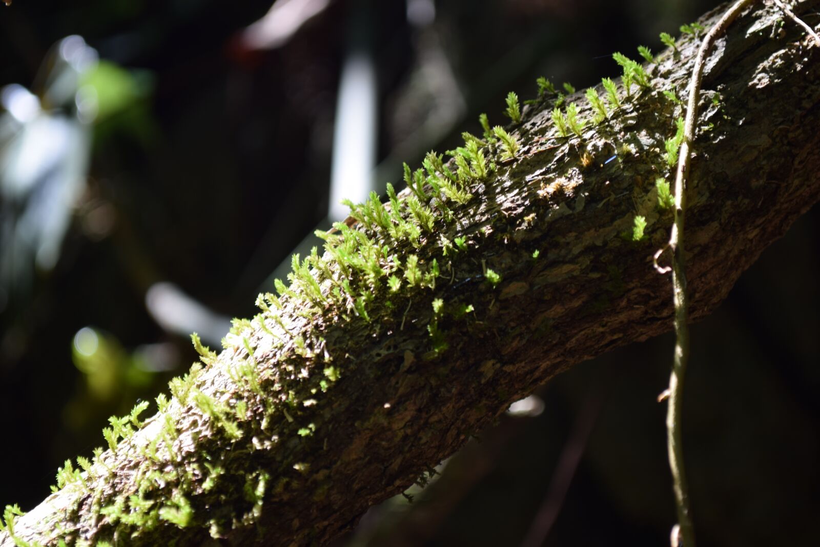 Nikon D5300 sample photo. Details, macro, nature photography
