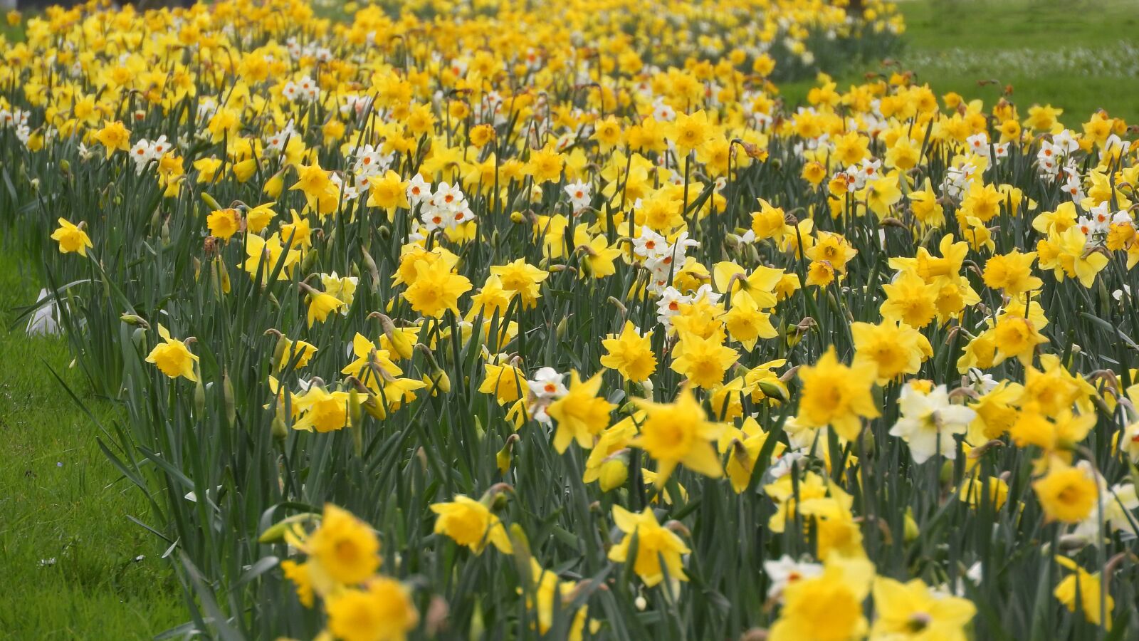 Nikon Coolpix P610 sample photo. Daffodil, daffodils, a meadow photography