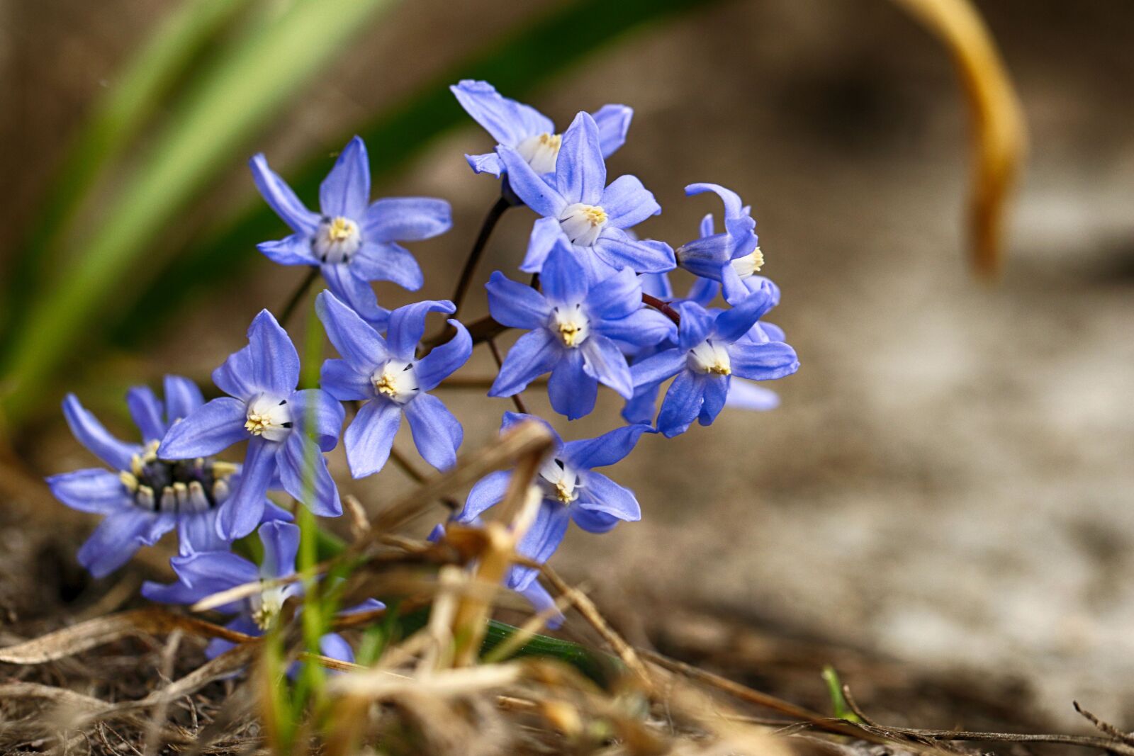 Canon EOS 7D Mark II sample photo. Nature, flora, flower photography