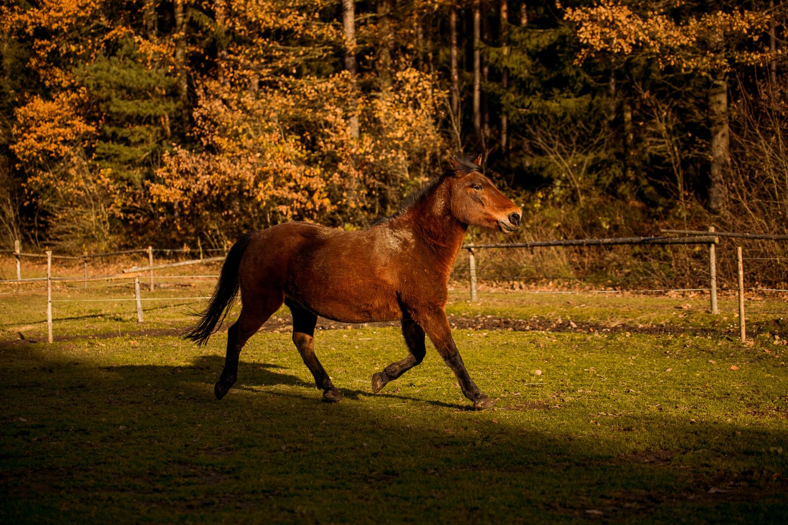 Tamron SP 70-200mm F2.8 Di VC USD sample photo. Animal, horse, horses photography