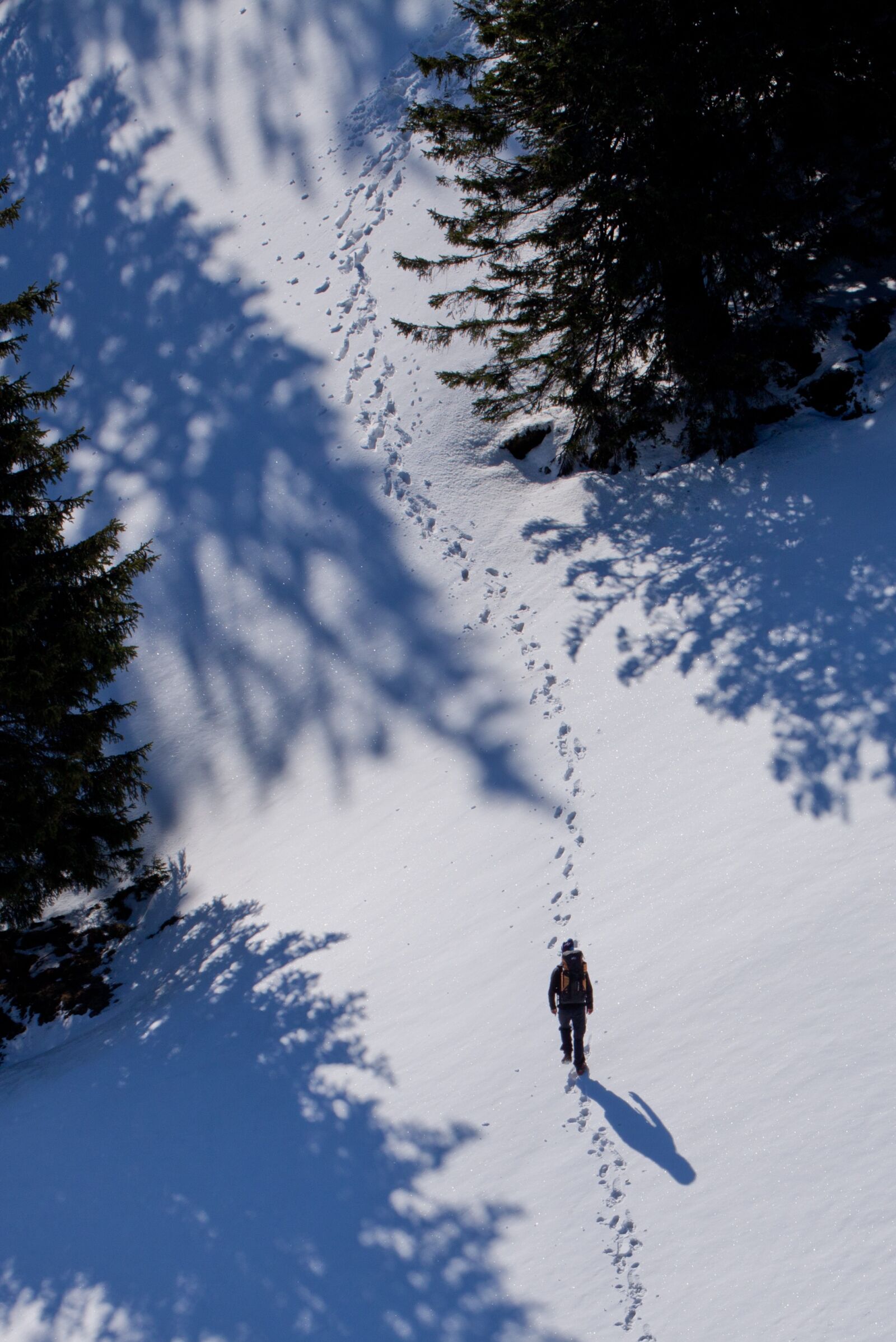 Canon EOS 50D sample photo. Traces, trees, winter photography