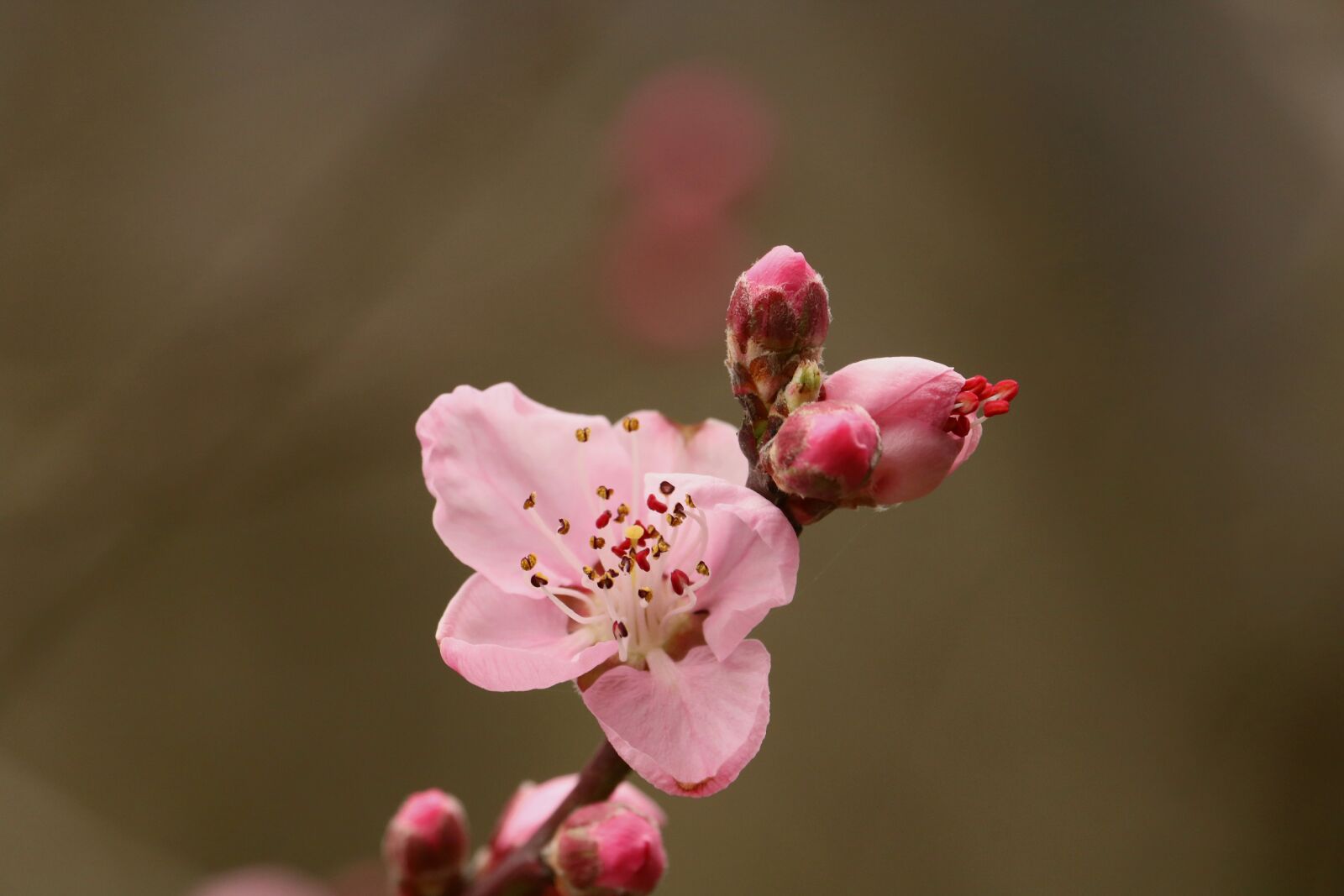 Canon EOS 750D (EOS Rebel T6i / EOS Kiss X8i) sample photo. Wildlife, nature, flower photography