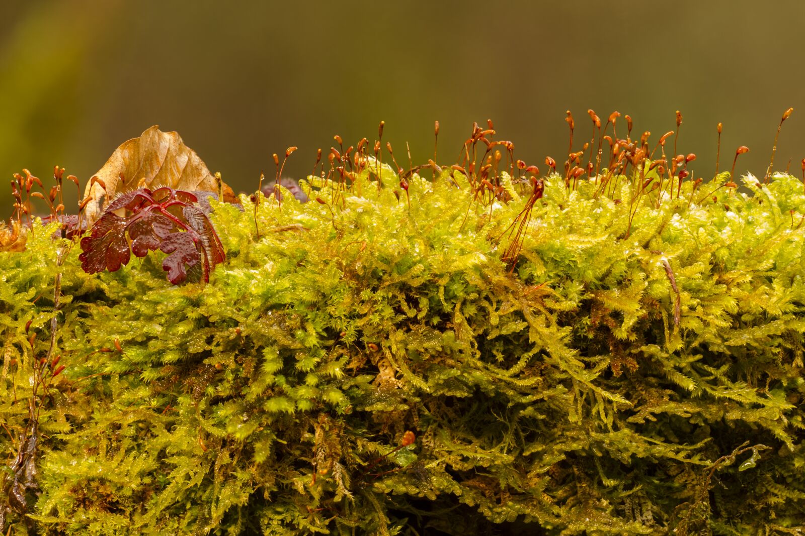 Canon EOS 7D sample photo. Moss, green, plant photography